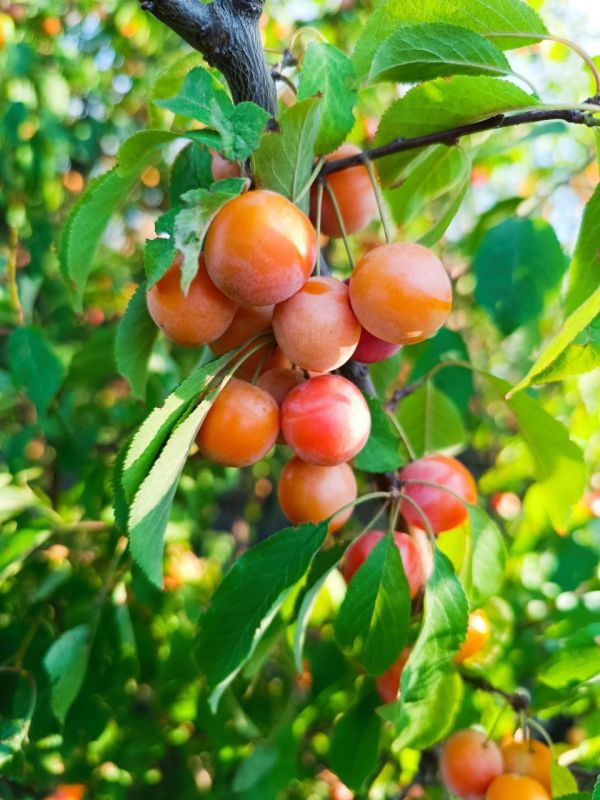 ������ ���� ���������� ������� �������