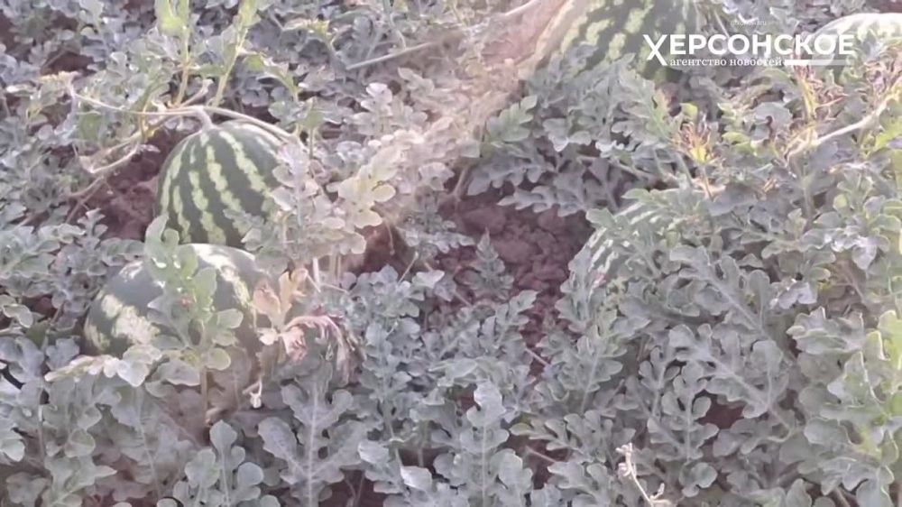 ������, ���������� � �������