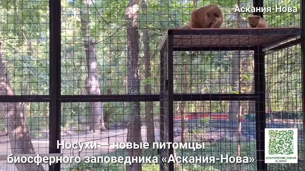 � ���������� ���������� "�������-����" ������� ����� ��������� - ������