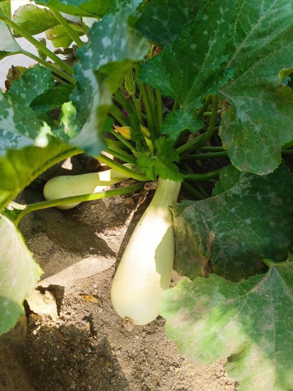 ������ ���������� ������������ ����, �����������!