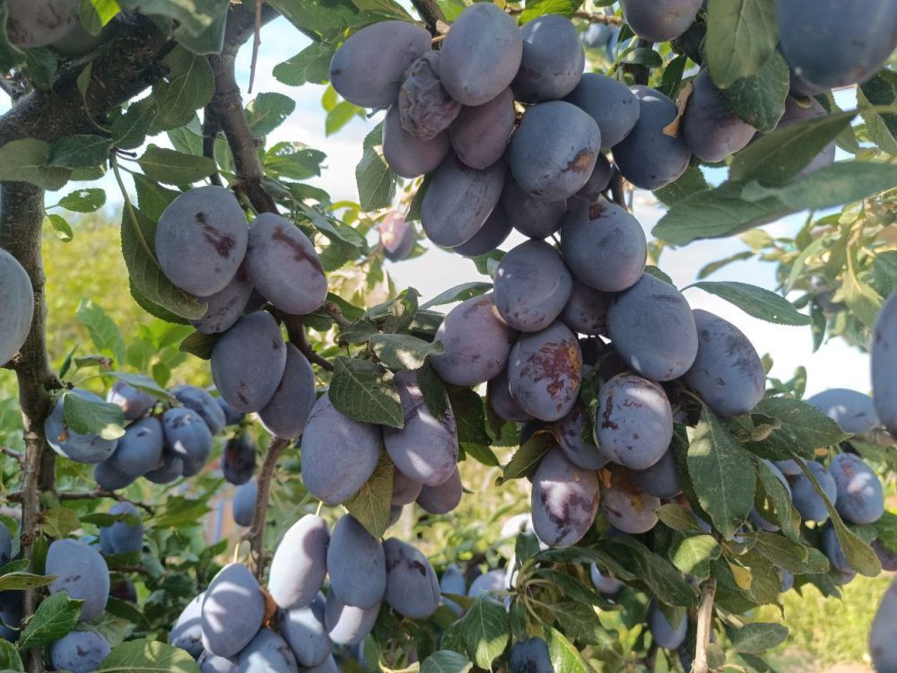 � ������ �����, �����������!