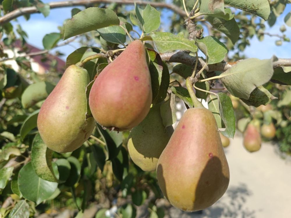 � ������ �����, �����������!