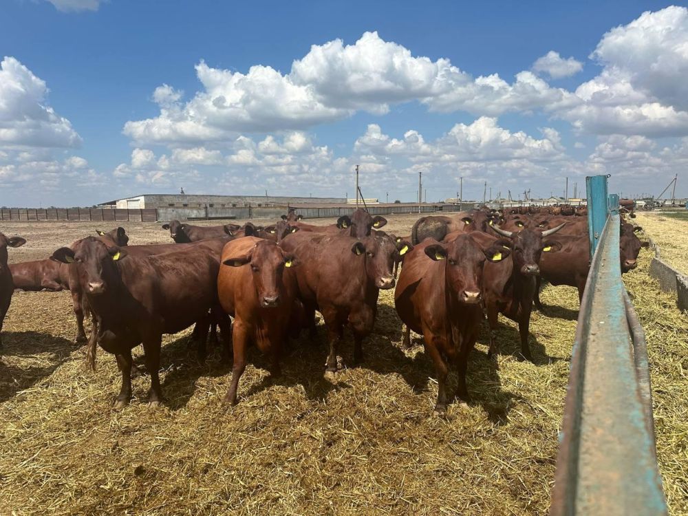 � ���������� ������� ������� ����������� �������� ��������������