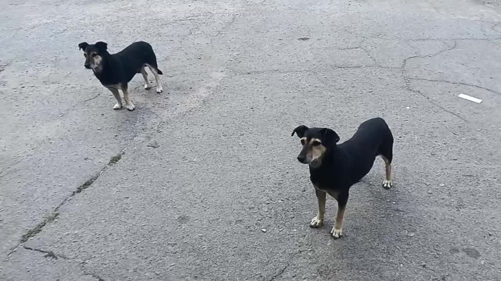 ������������ ������ ��� ������� �� �������