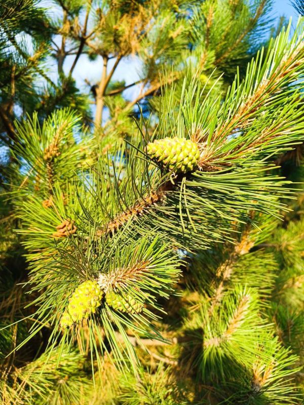 � ������ �����, �����������!