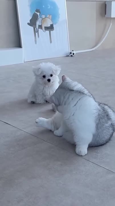 ��������� ����!. ��������-����� ���������� �������