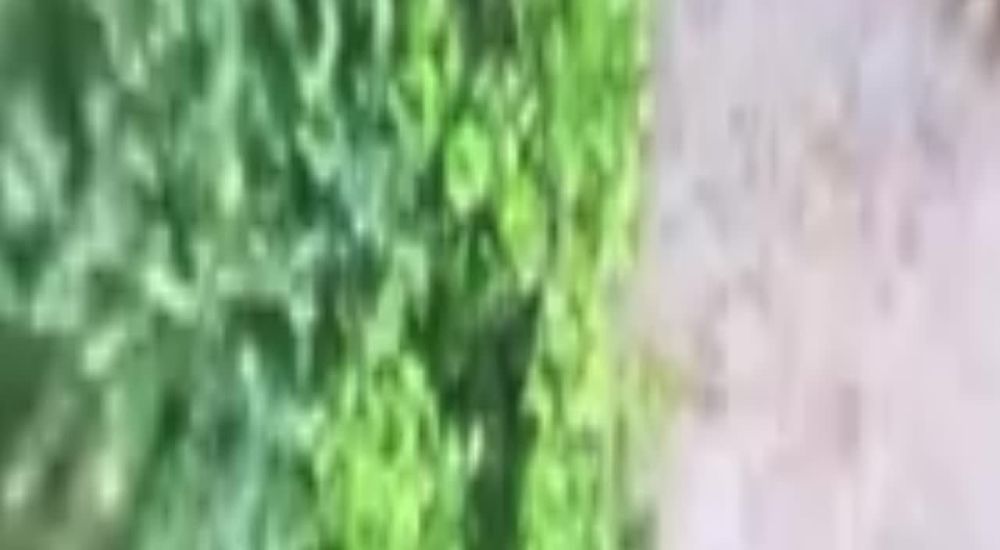 ���� �� �������: ������ ������ �������!. ���� ��������� ������ ������� ������� ���������� ���������� �������������� 35...