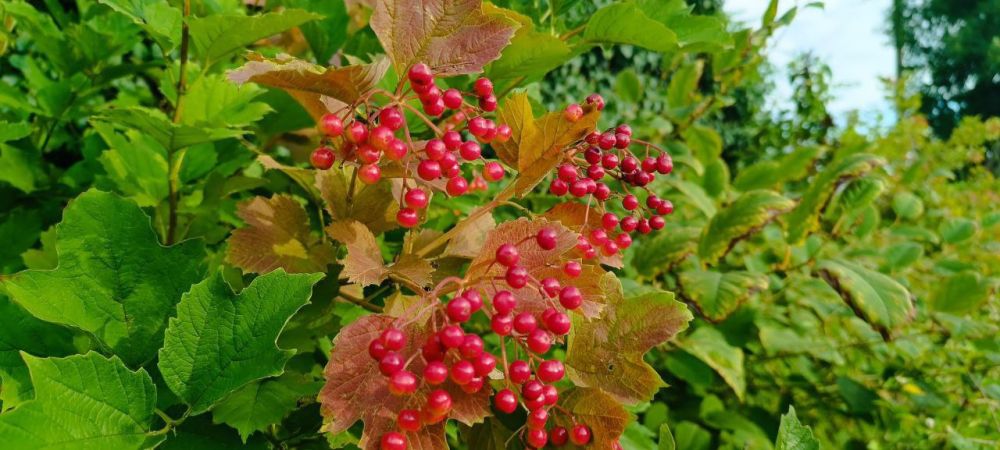 � ������ �����, �����������!