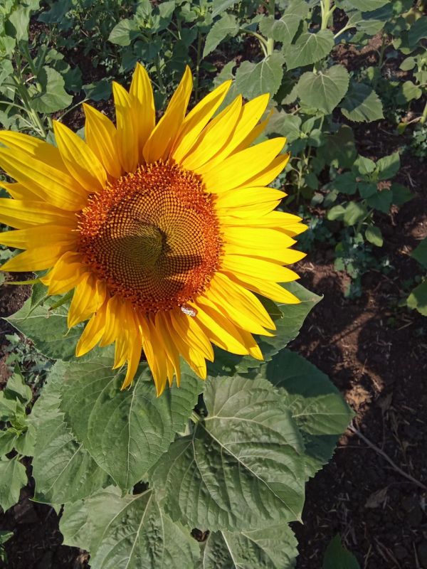 ���������� ������������� � ���������� ������� ����� � ���������� �������