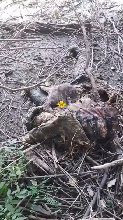 ���������� �����������