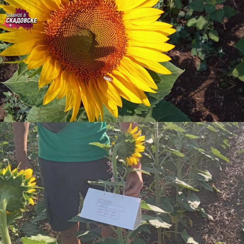 � ���������� ������� ��� ���������� 35 ������� ��� ���������, ������� ������ ��������� �� �����