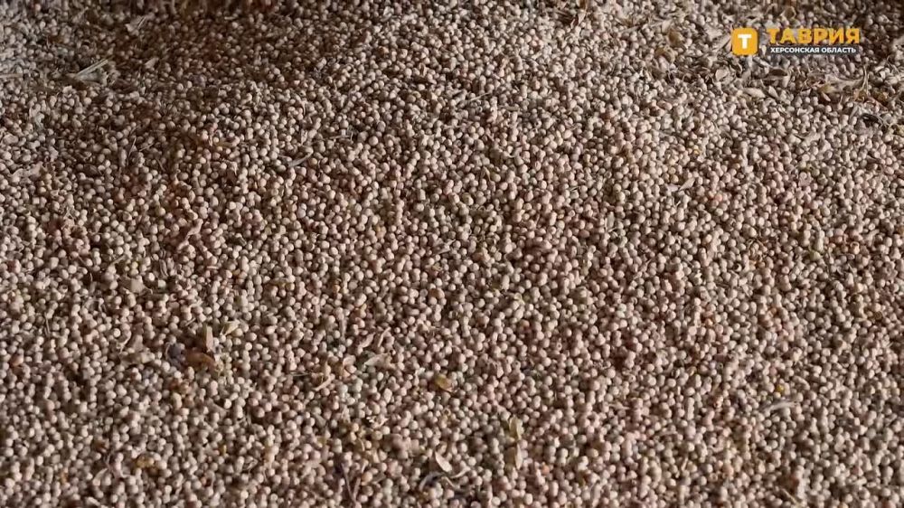 � ����������������� ������ ������������ ���� ������