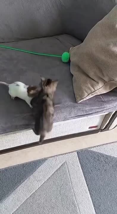 ���������� ��� �������, � ������� �������� ������� ����� ���� ����� �����, � ���� � ���