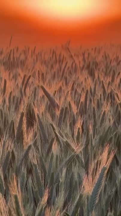 �������� ����������