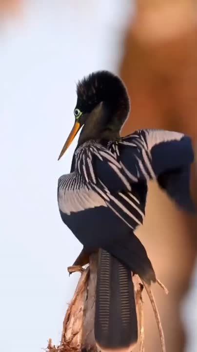 ������ �������� ���, ������ ���� � ��������