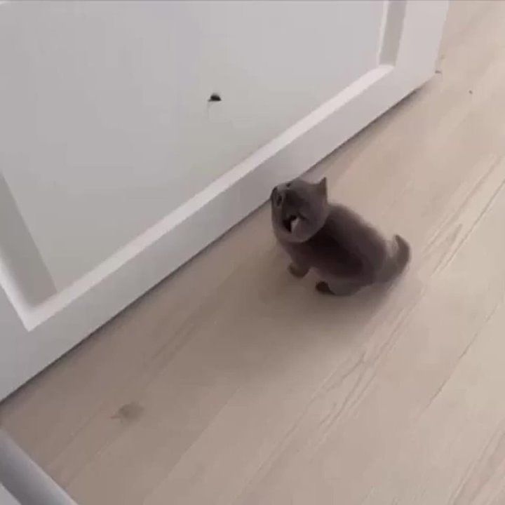 ��������� ����!. ��������-����� ���������� �������