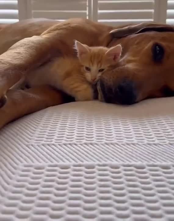 ������� ����������� � ����