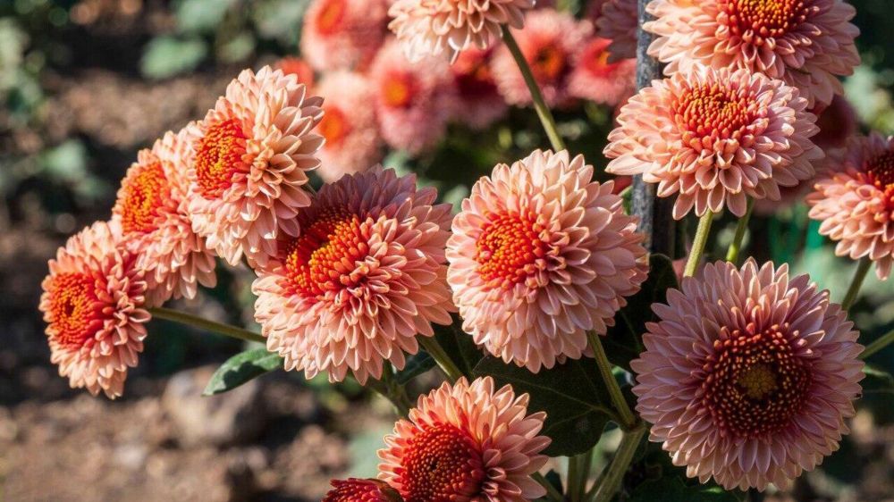 ��������� ������������ ��� ��������� �������� � ������ "�������-����"