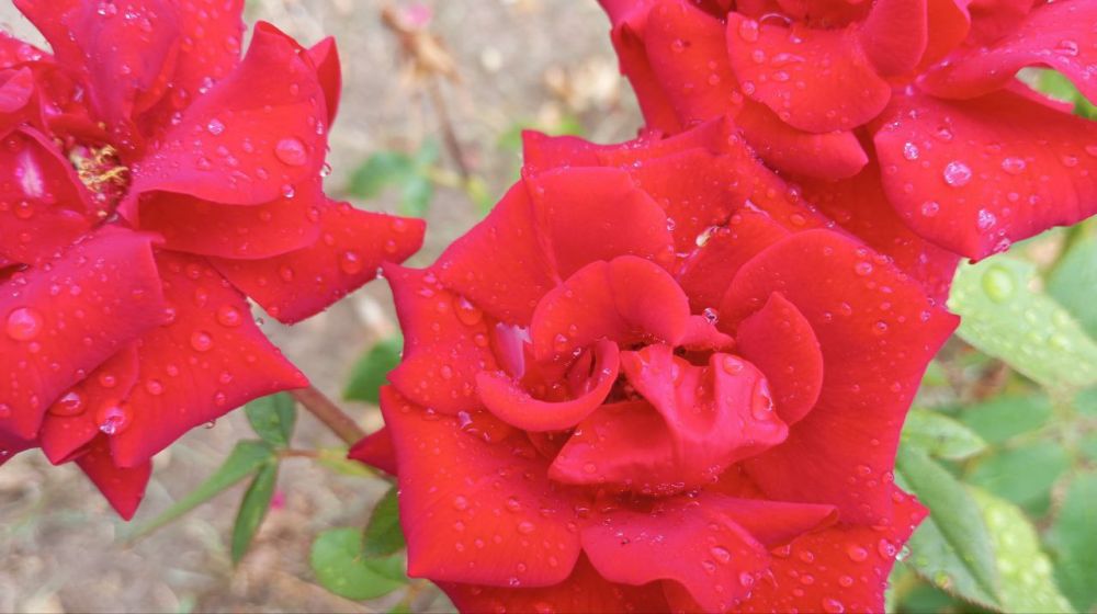 � ������ �����, �����������!