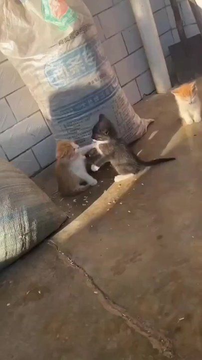 ��������� ����!. ��������-����� ���������� �������