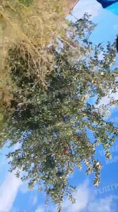 ֳ���� ���� �'������� � ����� ��������� ������