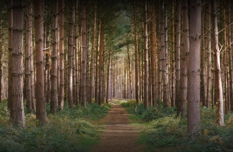 ����������� ����������� � �������� ��������� � ���������� �������