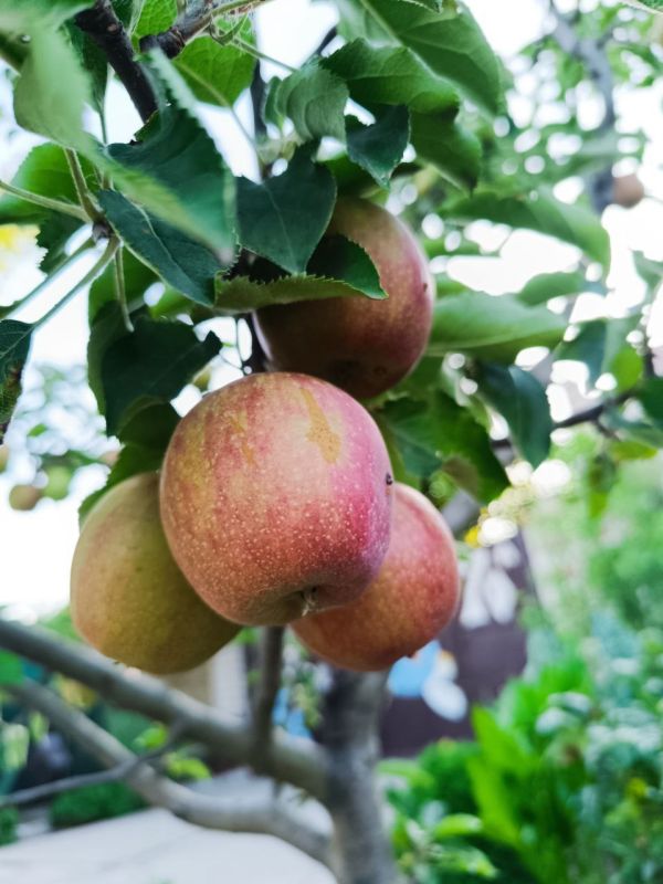 � ������ �����, �����������!