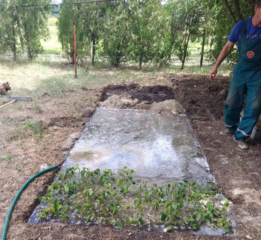 Александр Дудка: В Скадовском лесхозе проводят мероприятия по черенкованию хвойных и лиственных культур