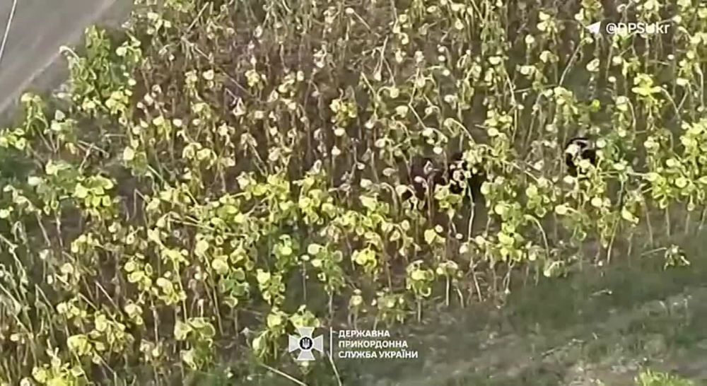 ��� ����� ������� ��������� � ������, ��� �������� �������� ����������� � ���� � ��������, �� ���������� � �����������