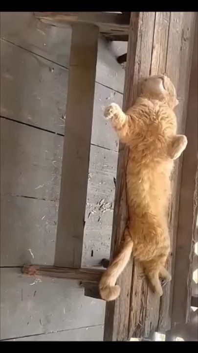 ��������� ����!. ��������-����� ���������� �������