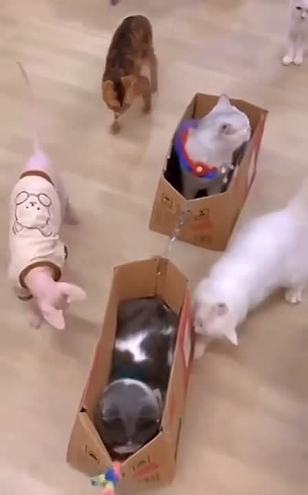 ��������� ����!. ��������-����� ���������� �������