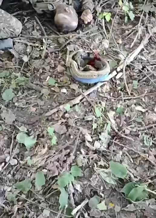 ������������ �������������� ��� � ������� �������