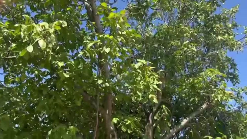 ����� ��������: ��������� ������� - ���� ����������