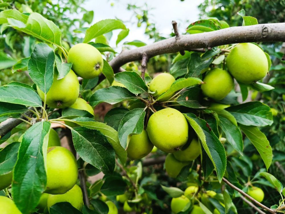 � ������ �����, �����������!