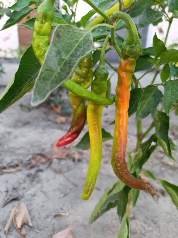 � ������ �����, �����������!