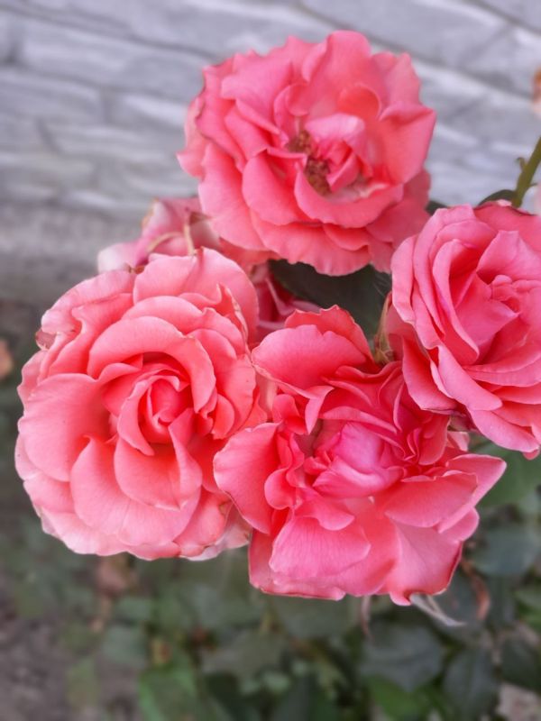 � ������ �����, �����������!