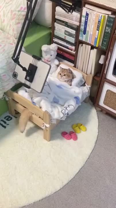 ��������� ����!. ��������-����� ���������� �������