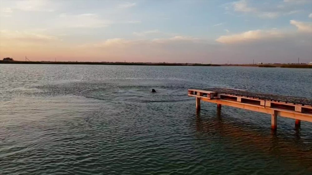 ���� �����, ��� �� ��������� ���������