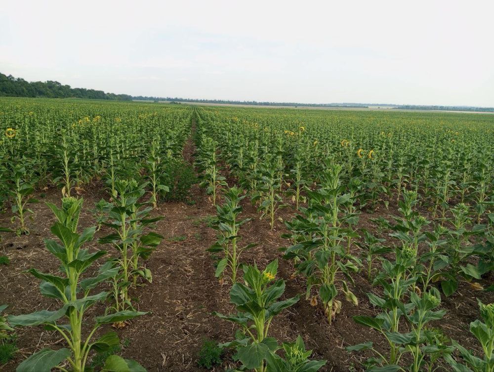 ��������������� ��������� ���������� ������� ������ � ����������� ������