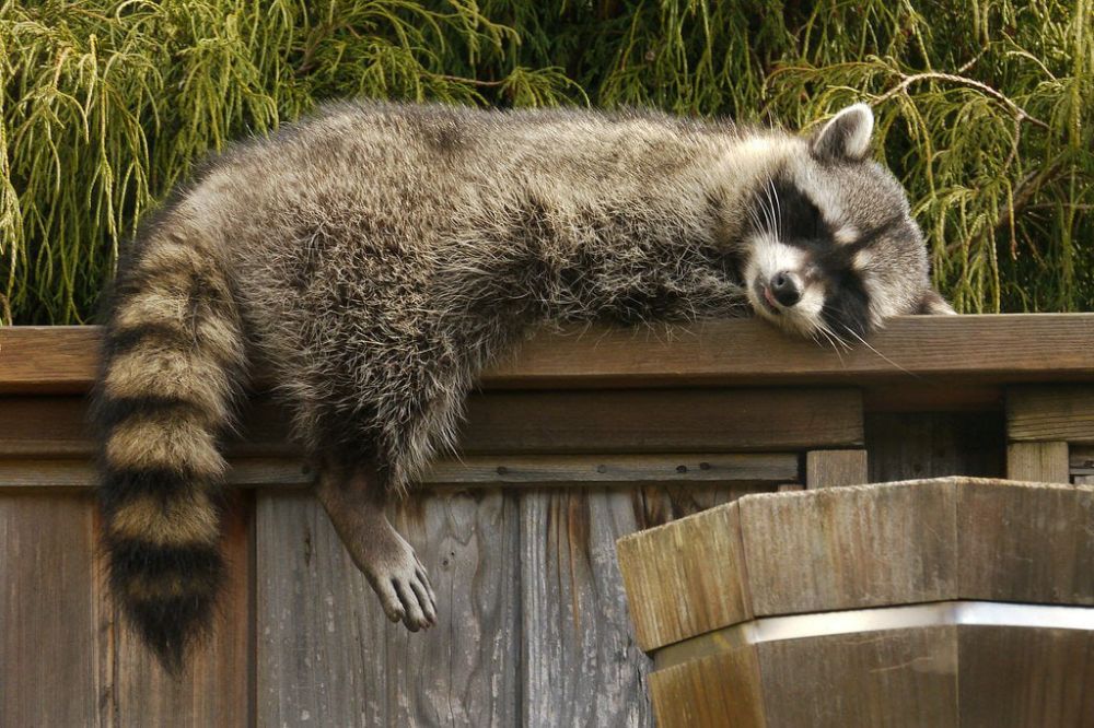 ���� �� �������: �����!. ������ ����� ������ �������!) @HersonEnot