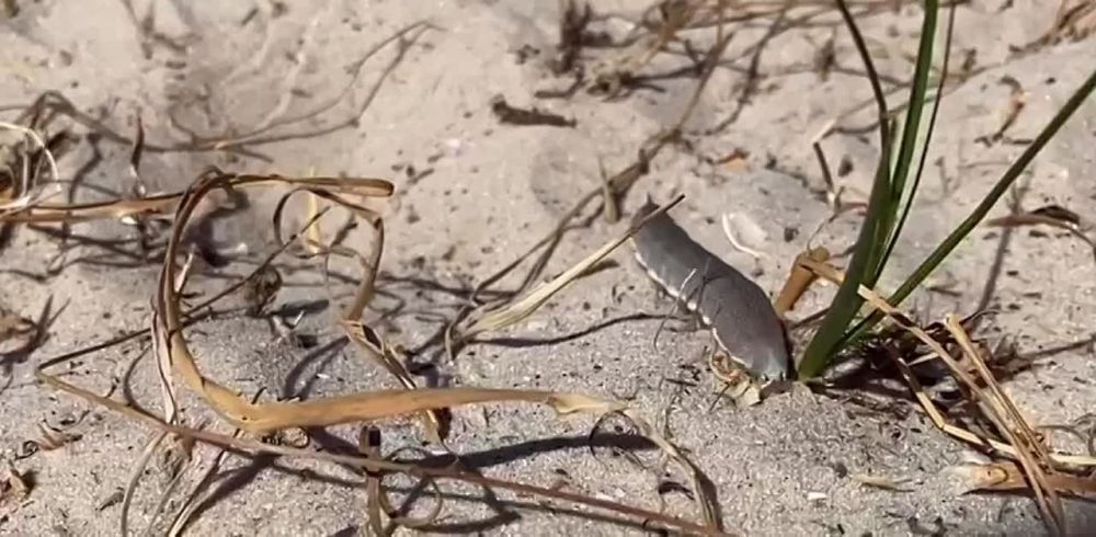 ��������� ����������. ������ ��������� (���) ������ ��������� ��������� � ���������� ������ ���������� �������. ��� ����� ���������� ����� ������� ���������� � ������ ���������� �������