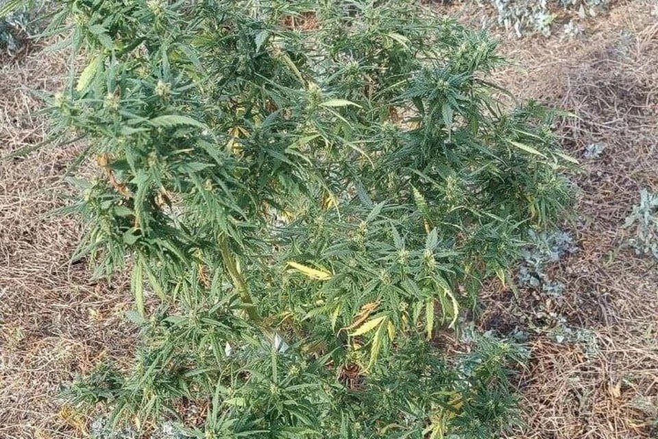 ������ ���������� ������� ������ �������� �� ������� 40 ������ �������