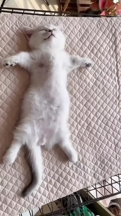 ��������� ����!. ��������-����� ���������� �������