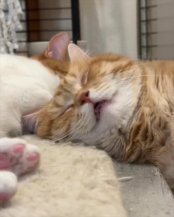 ���� ������� ������, ������!