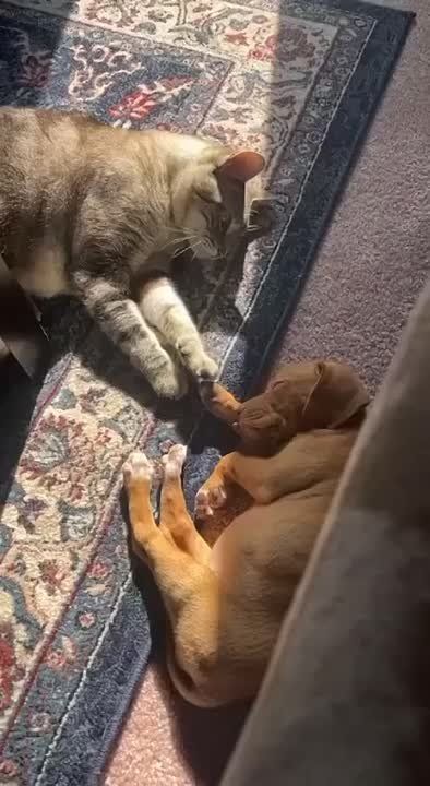 ��������� ����!. ��������-����� ���������� �������