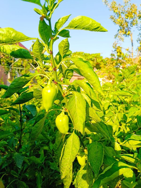 � ������ �����, �����������!