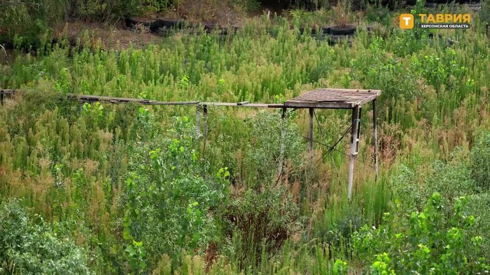 ��� � ����������������� ������ ������ �������� �������������, ���������� �������������� "������"