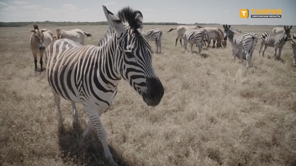 ����� ����������: ������ ����, ������!. ���������� ���������� "�������-����" � ���������� ������� � ��� ���������� �������...