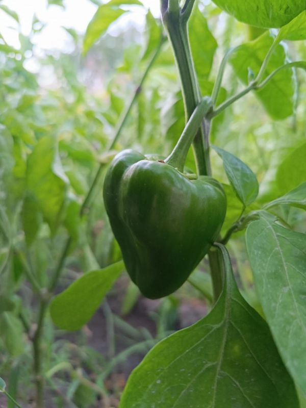 � ������ �����, �����������!