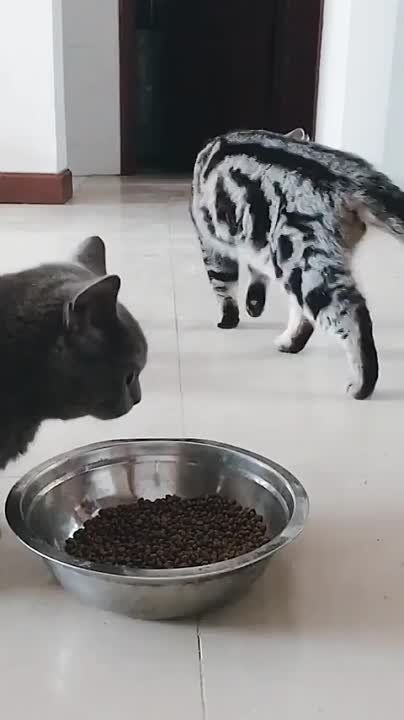 ��������� ����!. ��������-����� ���������� �������